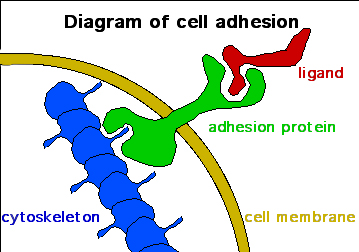 Cell Adhesion